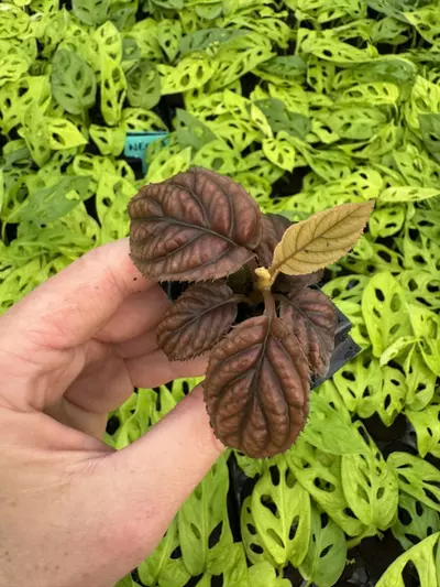 plant/Ardisia cool fire (.sp Vietnam) starter plant growers choice-4-thumbnail