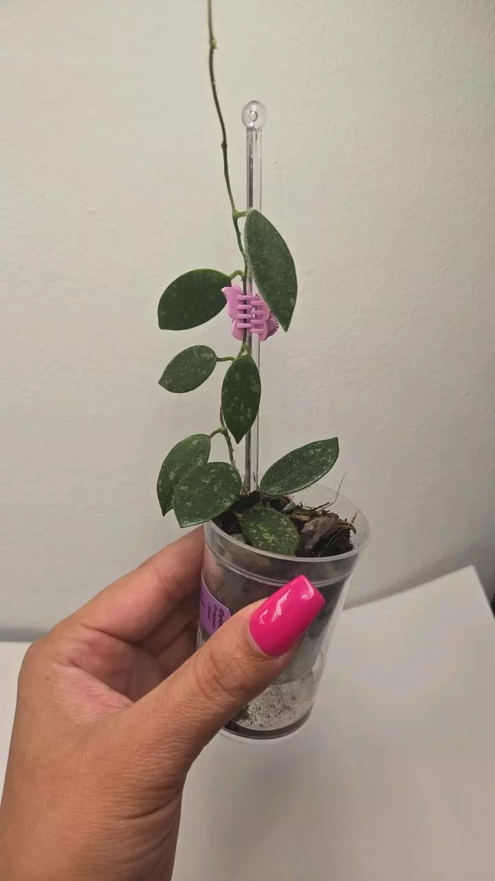 plant/Hoya Thompsonii Splash (White Flower) #9076-0