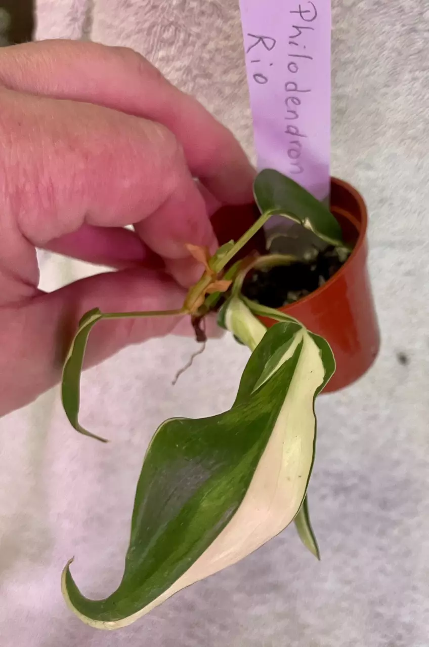 plant/Philodendron Rio-2
