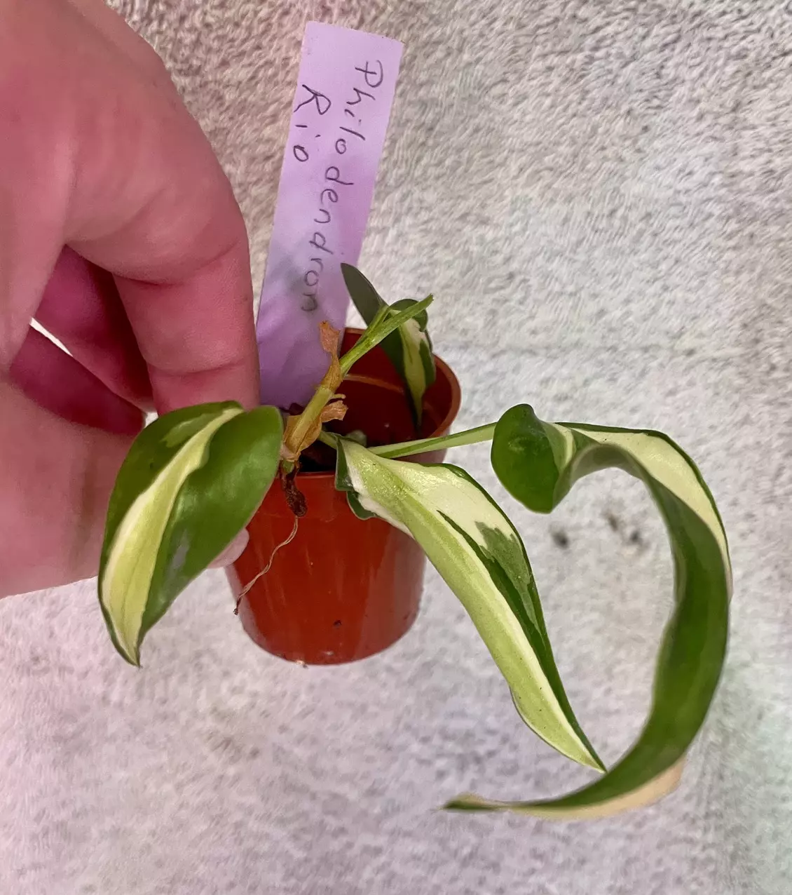 plant/Philodendron Rio-1