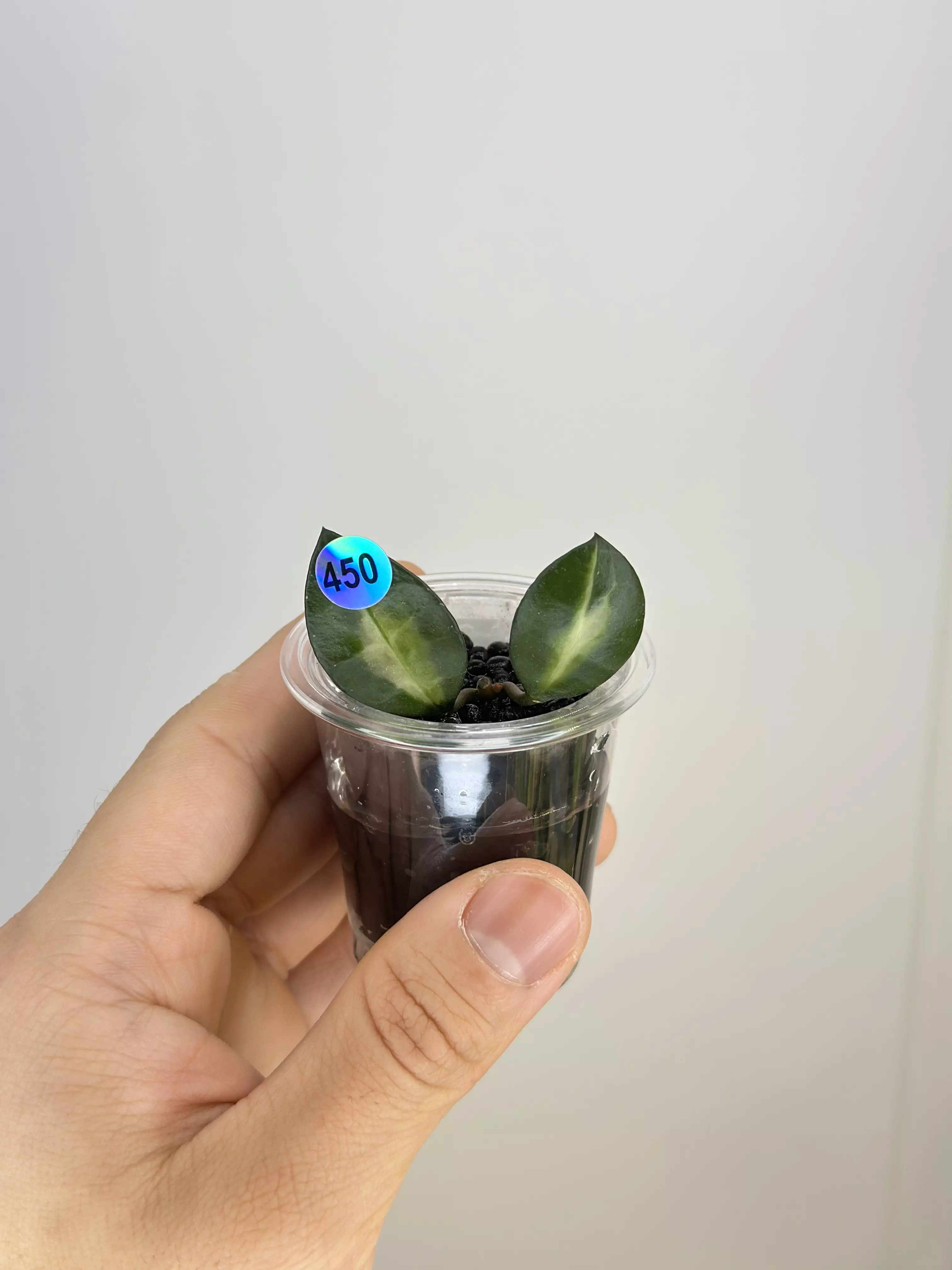 plant/450 Lacunosa Queen Midori-0