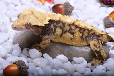 plant/TIVOLI - 59 grams Halloween Proven Female produced by The Urban Reptile-0-thumbnail