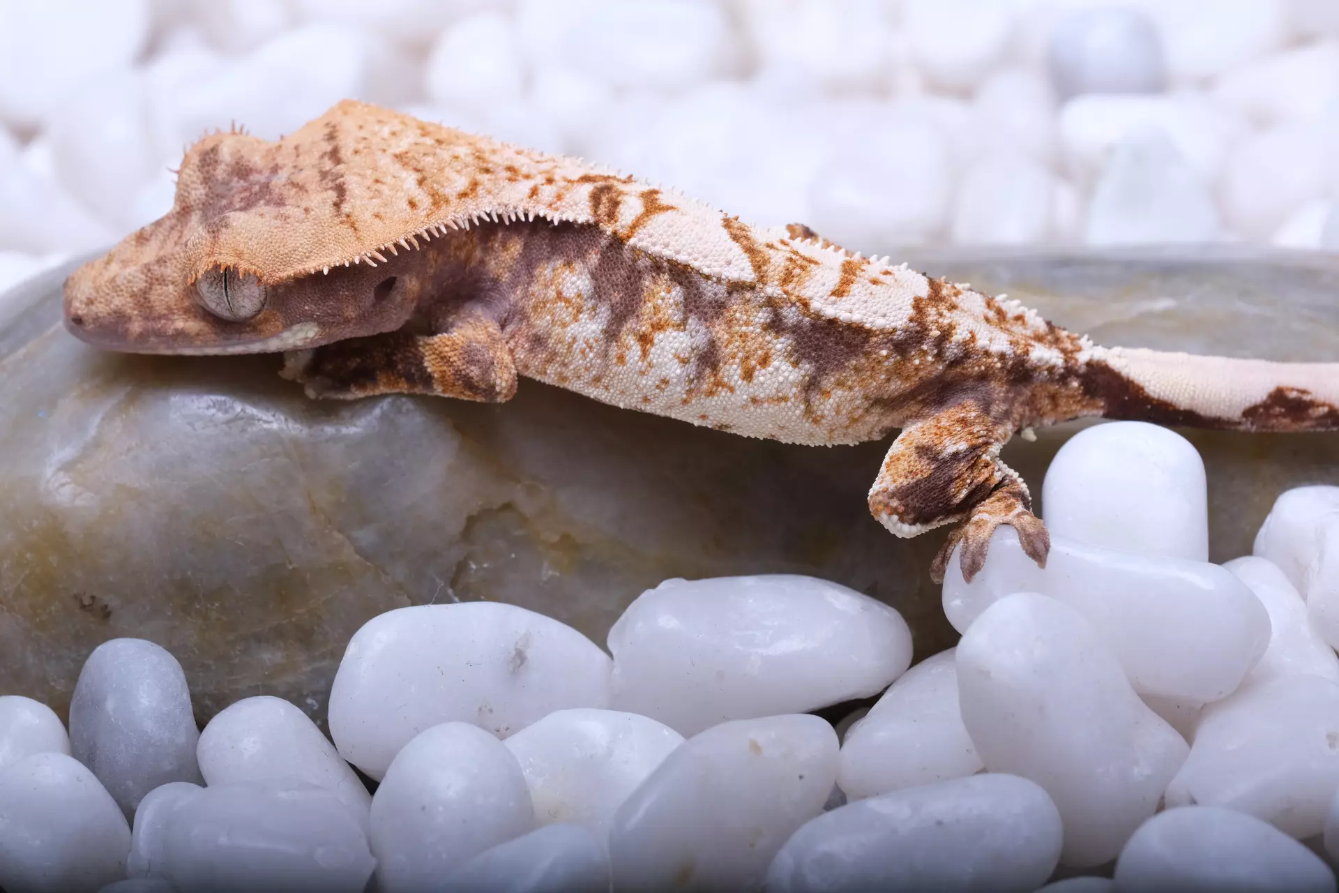 plant/LOZY09 - 7 grams unsexed out of Lottie x Zion-0