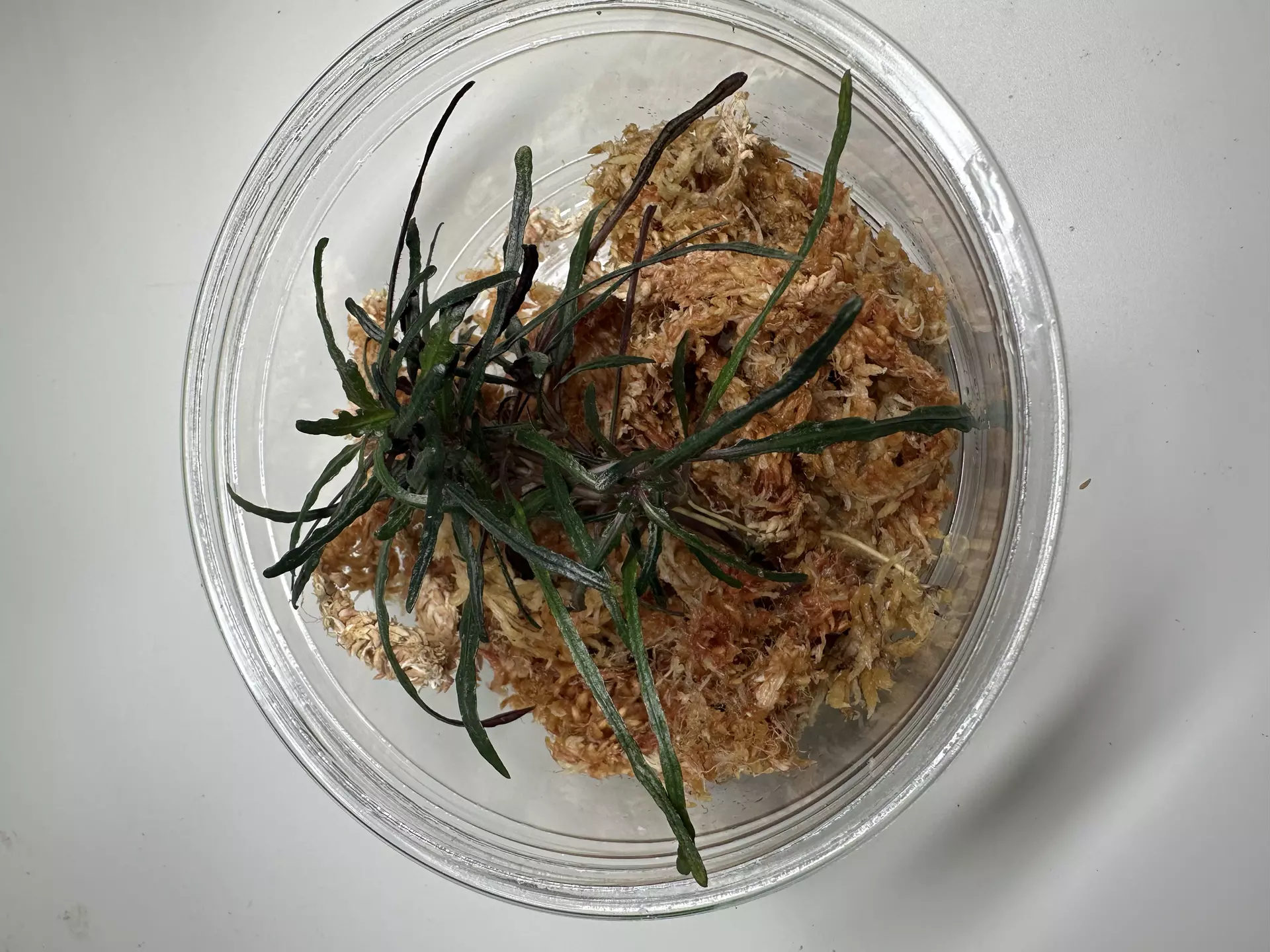 plant/Purple Dragons Tongue-0