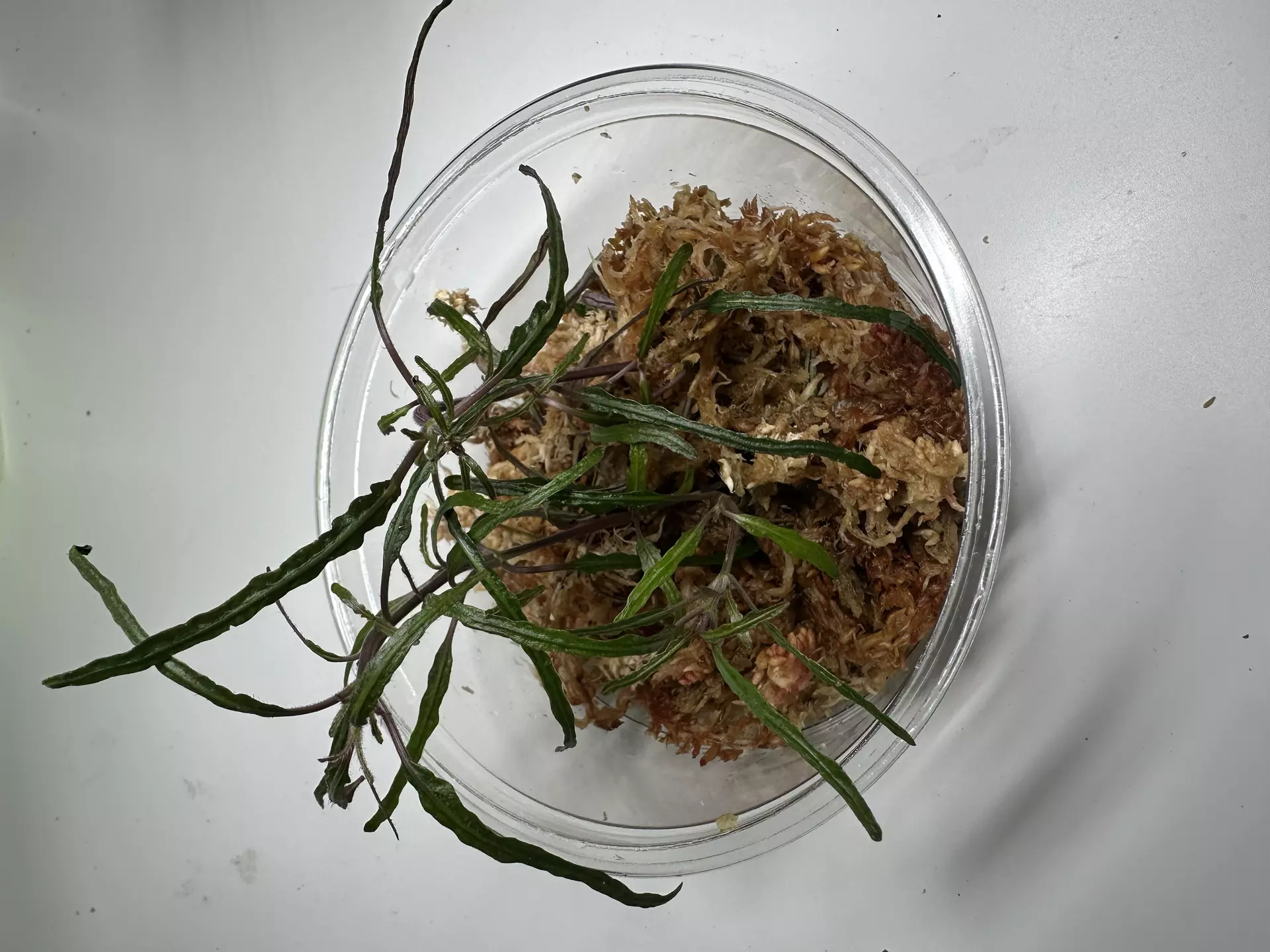 plant/Pink Dragons Tongue-0