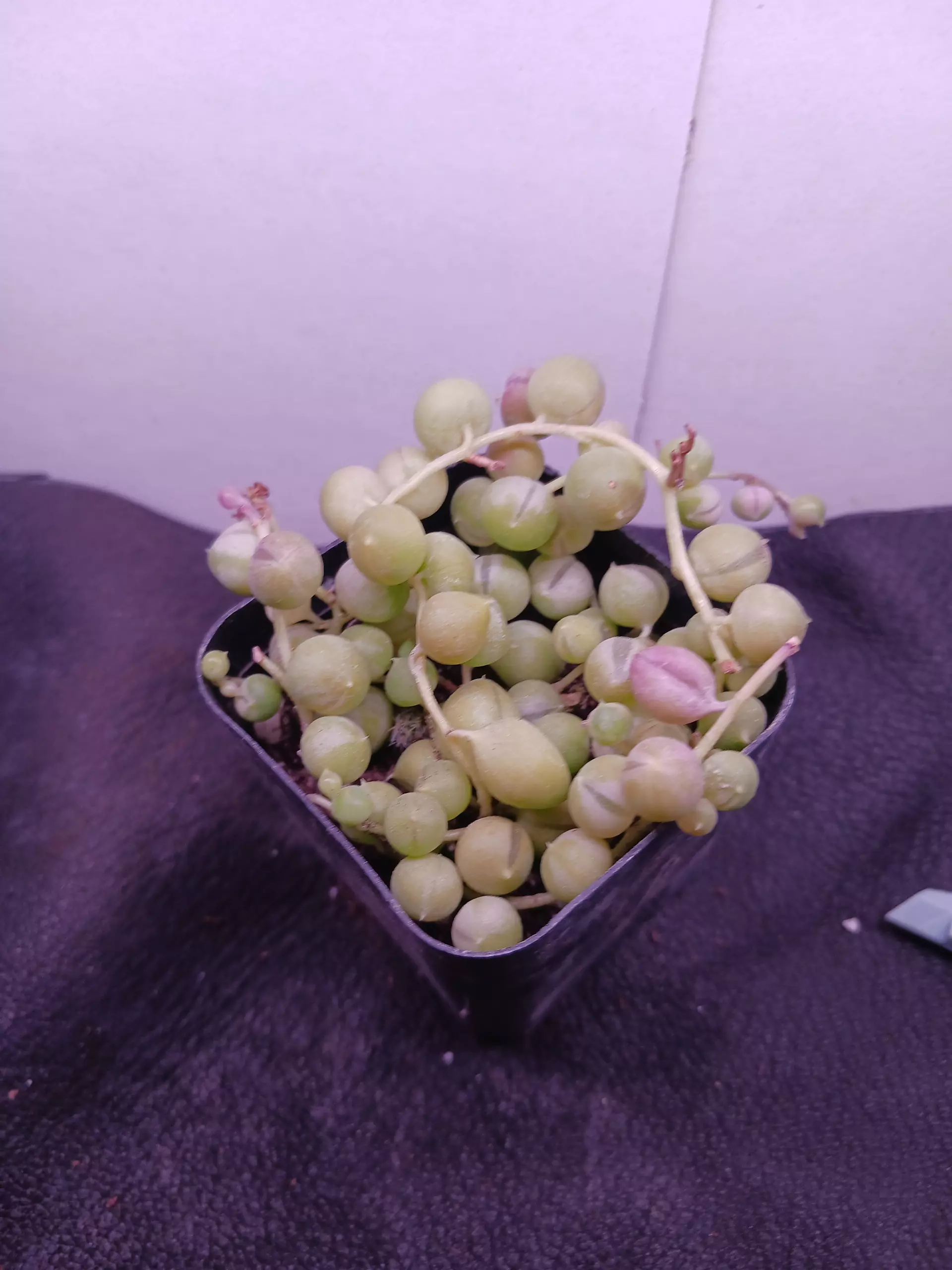 plant/String-of-Pearls succulent-0
