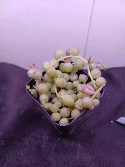 plant/String-of-Pearls succulent-0-thumbnail