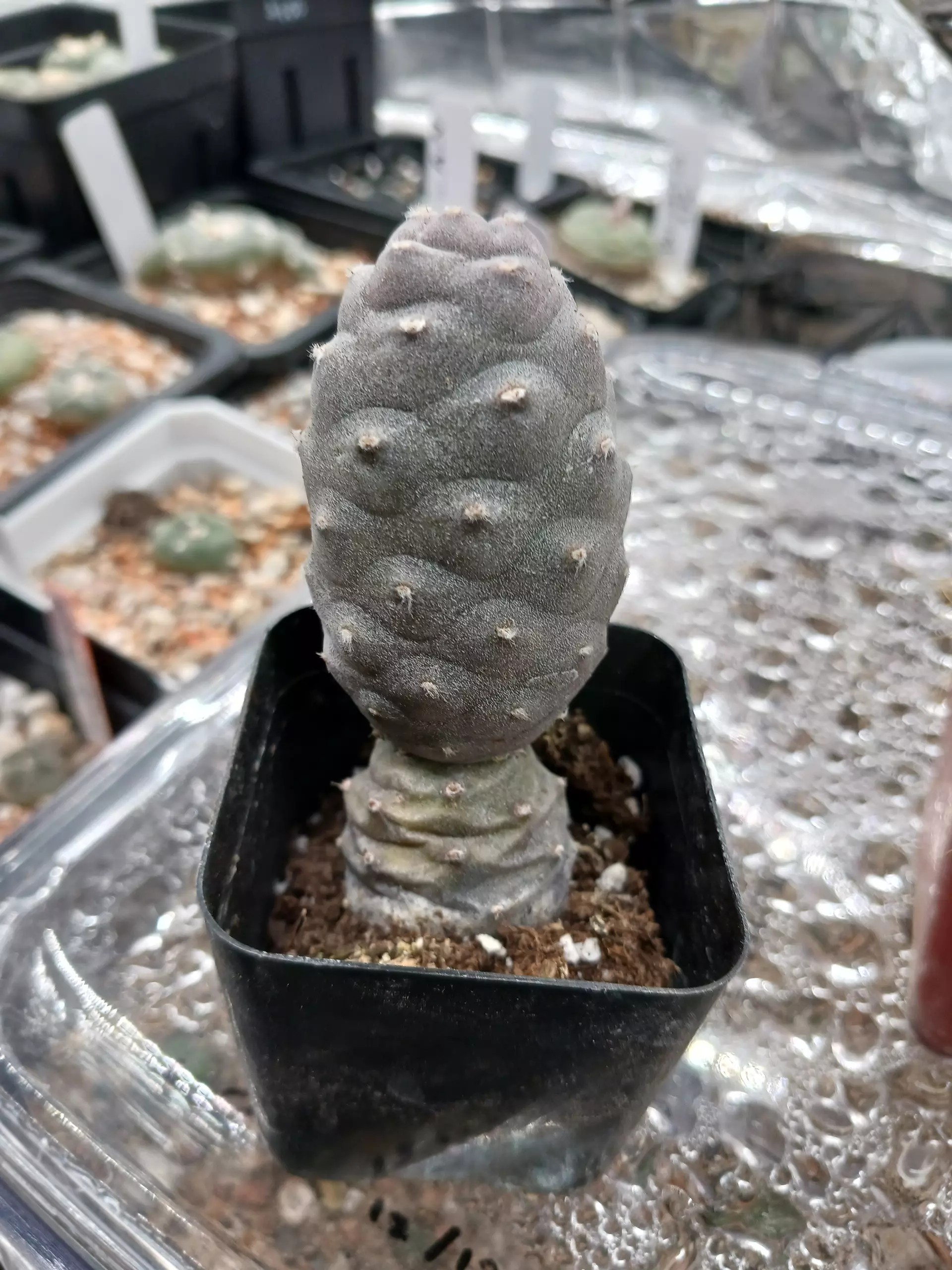 plant/Tephrocactus articulatus " Pinecone cactus"-0