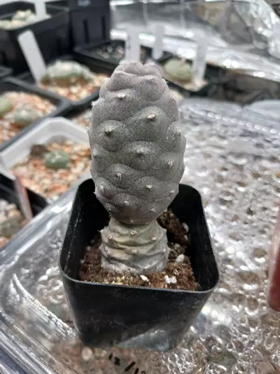 plant/Tephrocactus articulatus " Pinecone cactus"-0-thumbnail