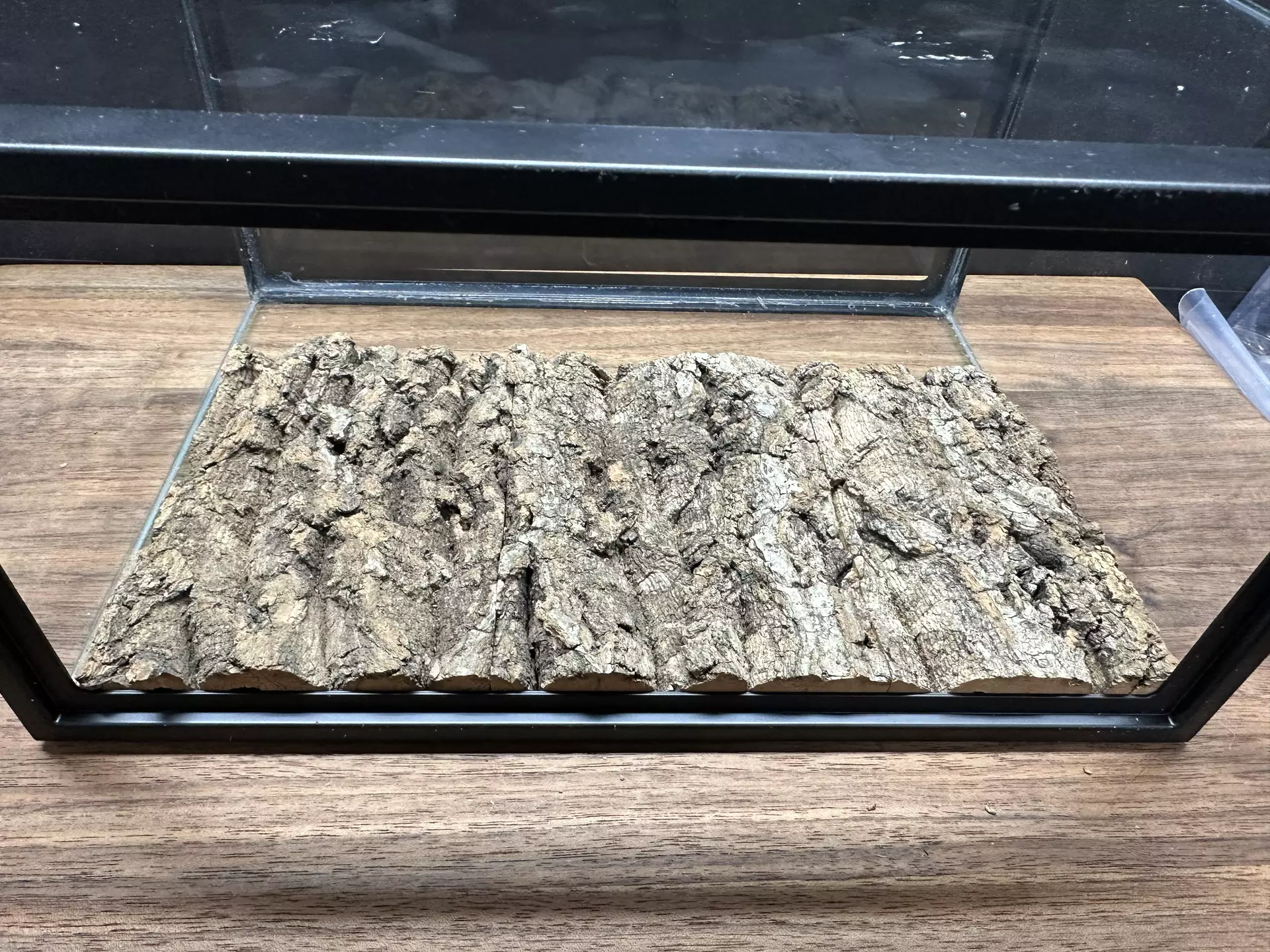 plant/2.5 Gallon Vivarium Cork Background-0