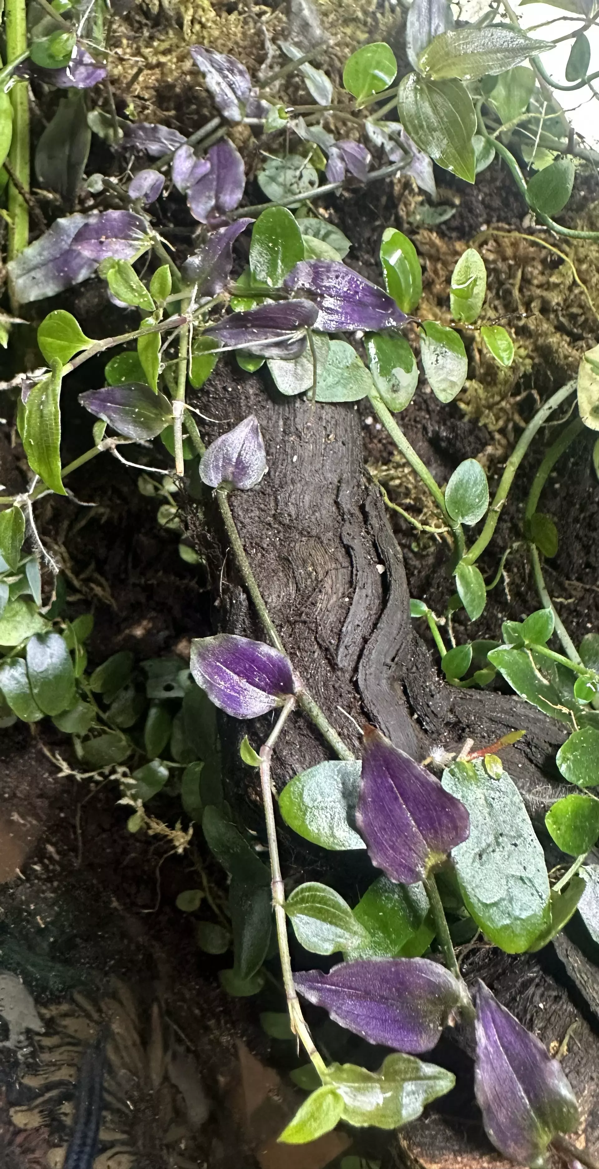 plant/Purple Tahitian Bridal Veil (Gibasis pellucida)-0
