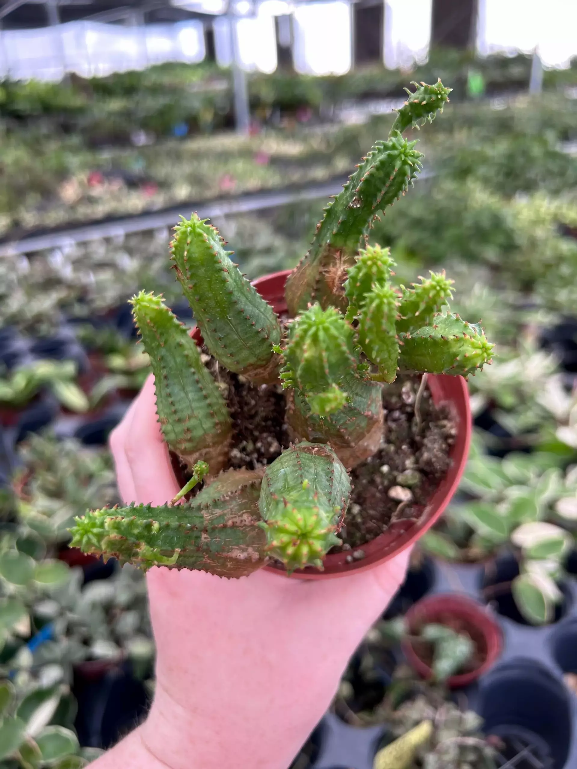 plant/Euphorbia Tubiglans 4” Pot Growers Choice M5-0