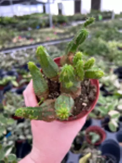 plant/Euphorbia Tubiglans 4” Pot Growers Choice M5-0-thumbnail