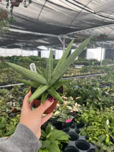 plant/Sansevieria Silver Crown 4” Pot Growers Choice M4/M8-0-thumbnail