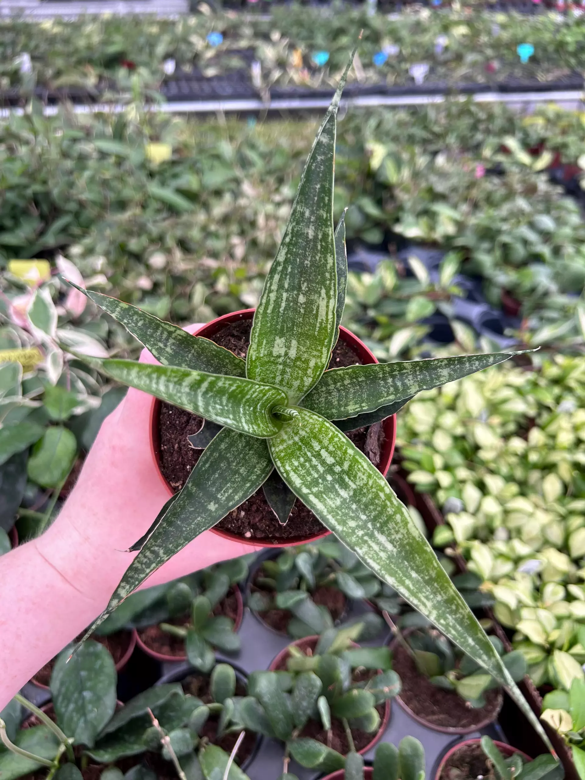 plant/Sansevieria Hybrid Tiger 4” Pot Growers Choice M8-0