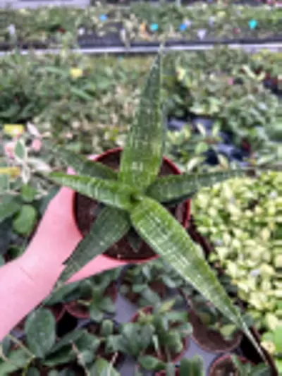 plant/Sansevieria Hybrid Tiger 4” Pot Growers Choice M8-0-thumbnail