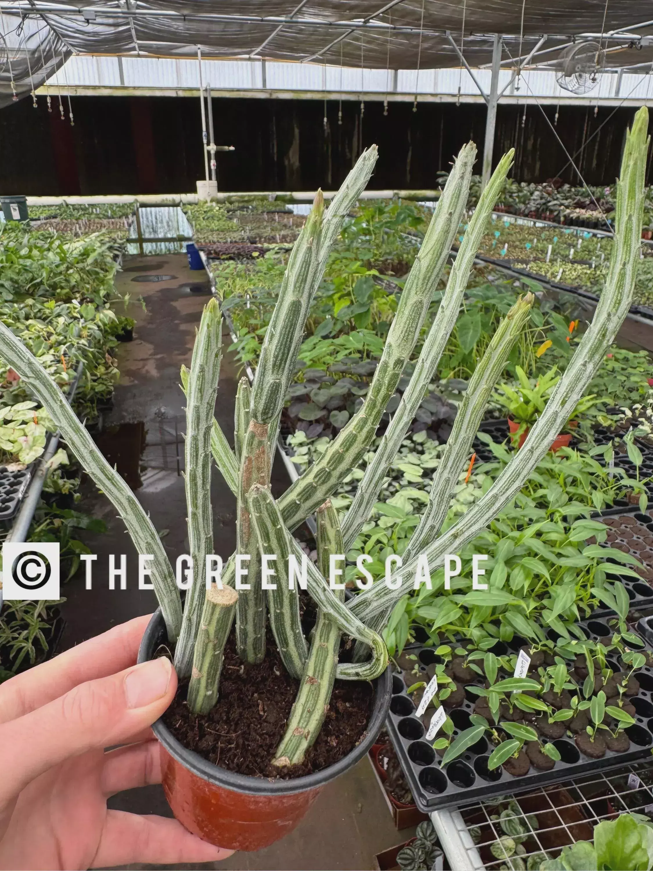 plant/Senecio Stapeliiformis (Pickle Plant) Starter Plant Growers Choice M3-0