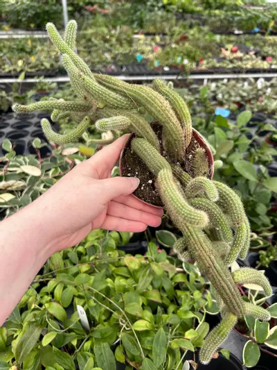 plant/Cleistocactus Winteri "Golden Rat Tail" 4” Pot Growers Choice M5-0-thumbnail