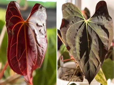 plant/Anthurium Prismatic ::grower's choice::-0-thumbnail