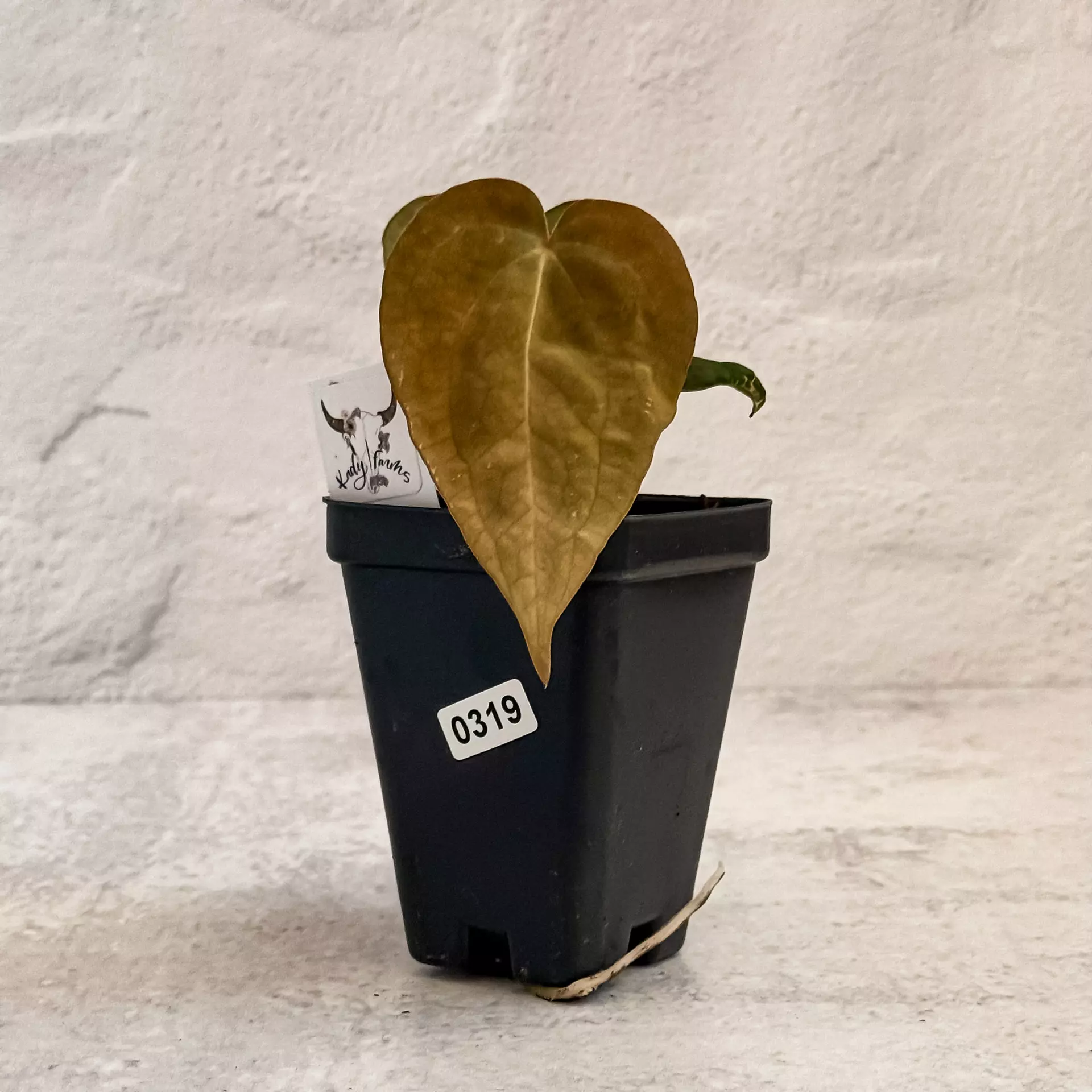 plant/0319 Anthurium Prismatic-0