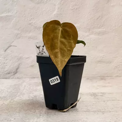 plant/0319 Anthurium Prismatic-0-thumbnail