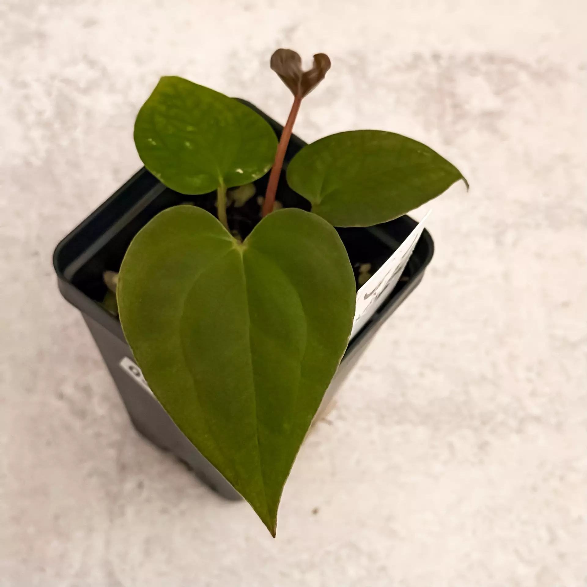 plant/0322 Anthruium Prismatic-0