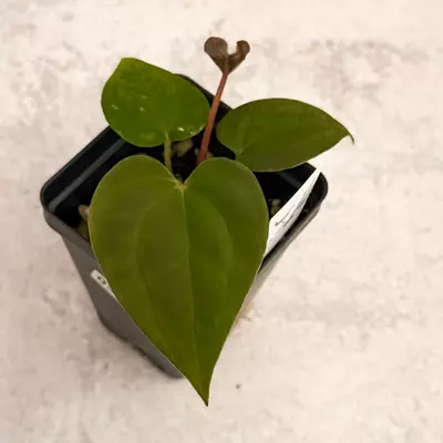 plant/0322 Anthruium Prismatic-0-thumbnail