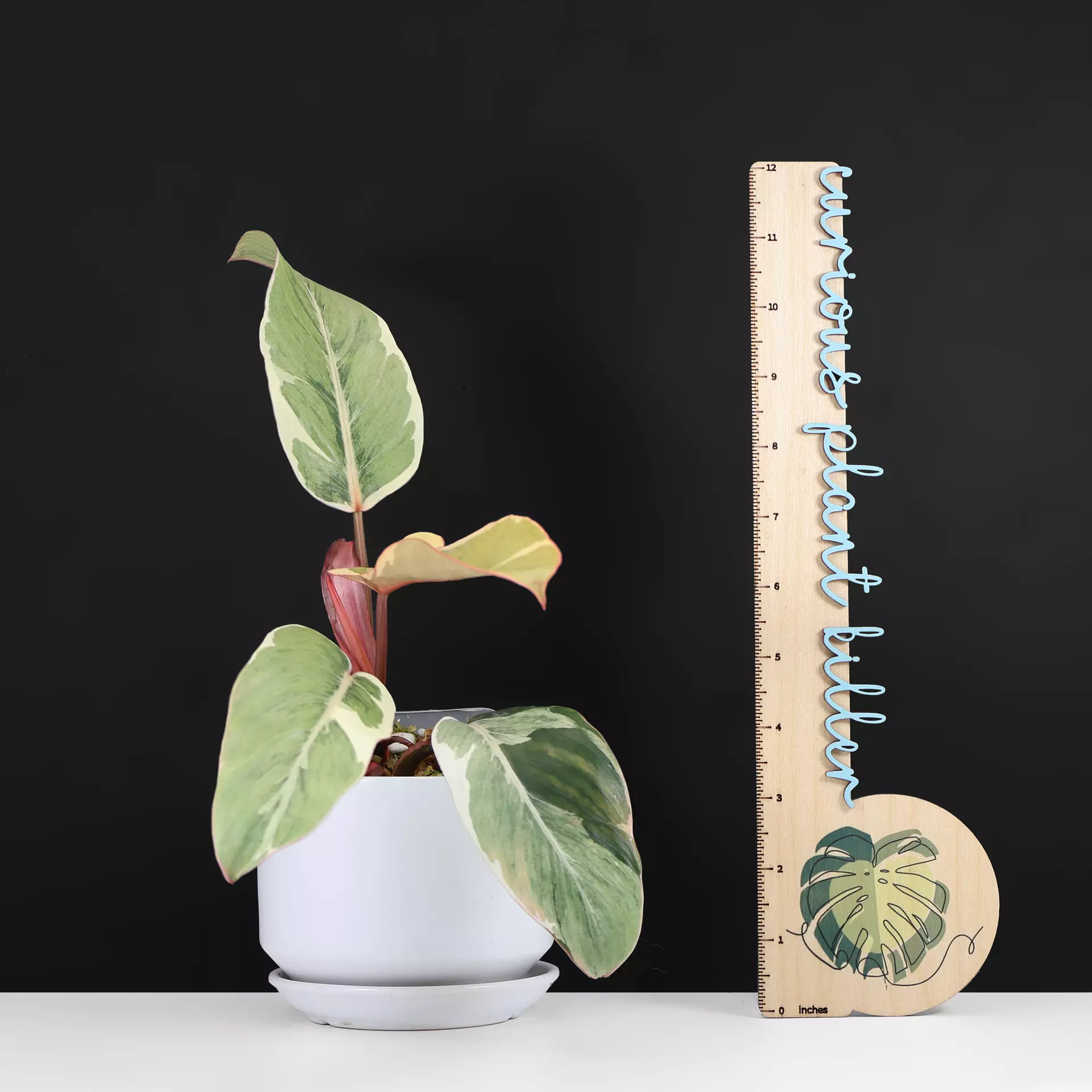 plant/Philodendron Shady Lady-3