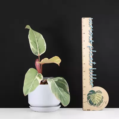 plant/Philodendron Shady Lady-3-thumbnail