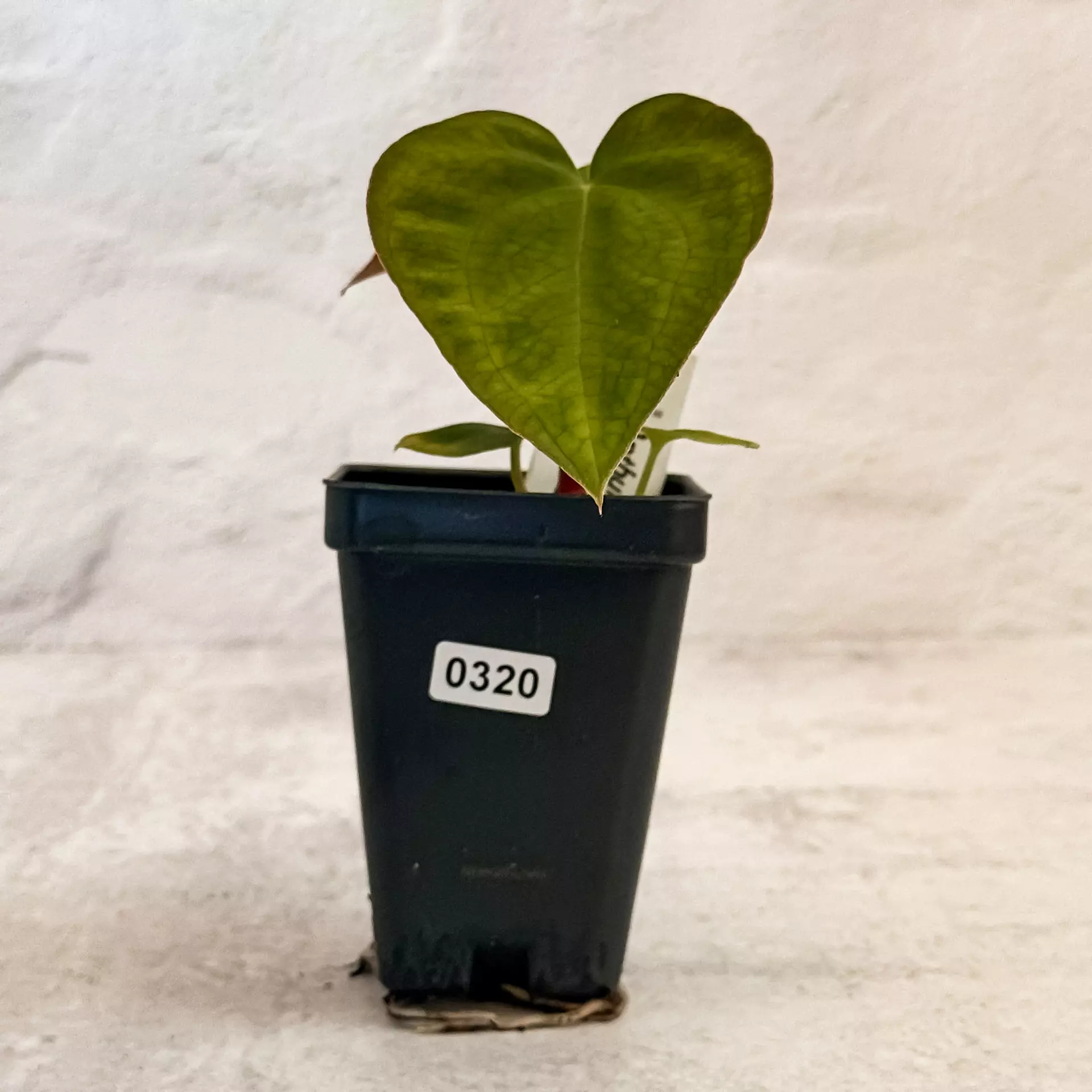 plant/0320 Anthurium Prismatic-0