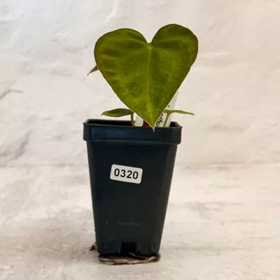 plant/0320 Anthurium Prismatic-0-thumbnail