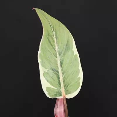 plant/Philodendron Shady Lady-1-thumbnail