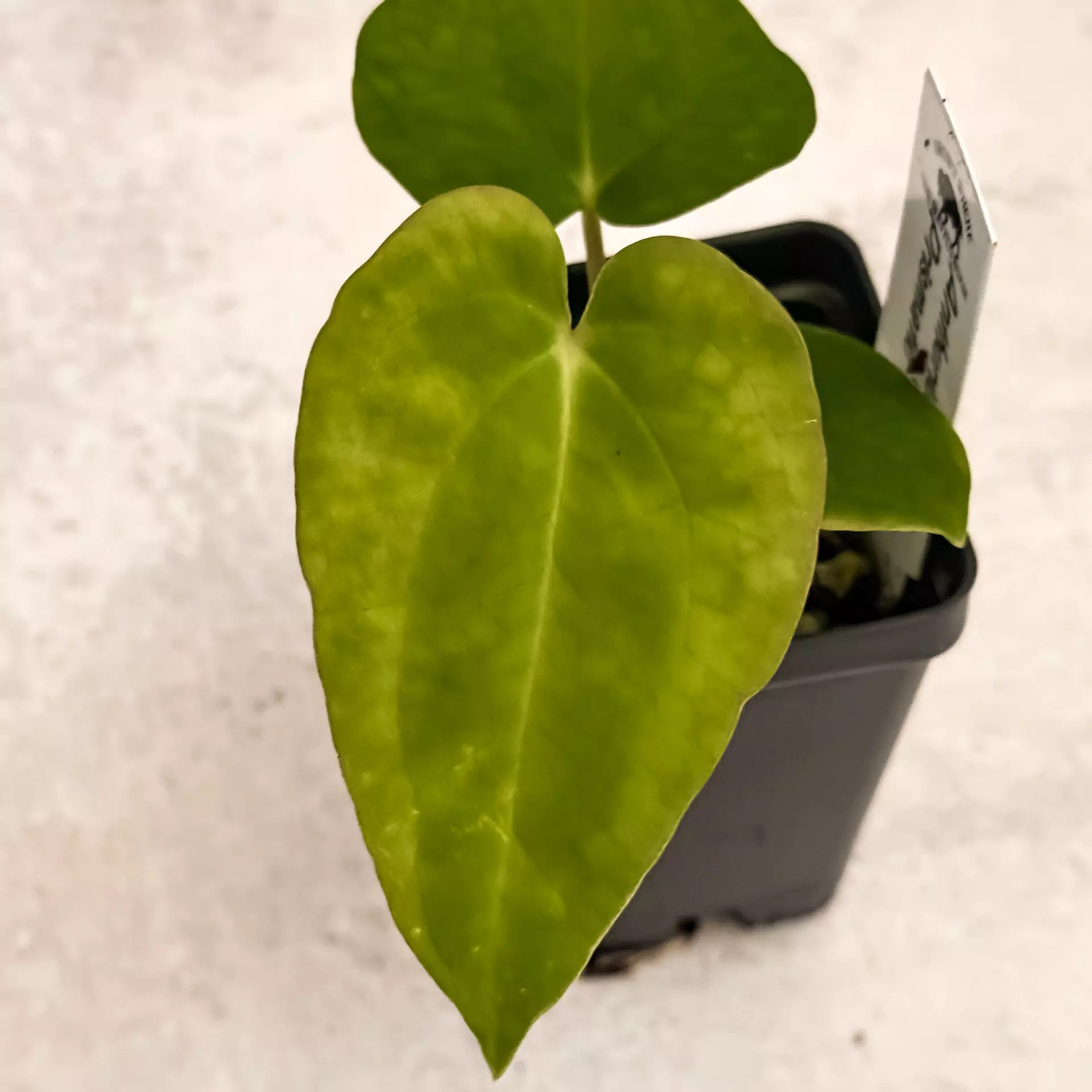 plant/0321 Anthurium Prismatic-0