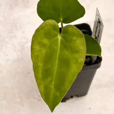 plant/0321 Anthurium Prismatic-0-thumbnail