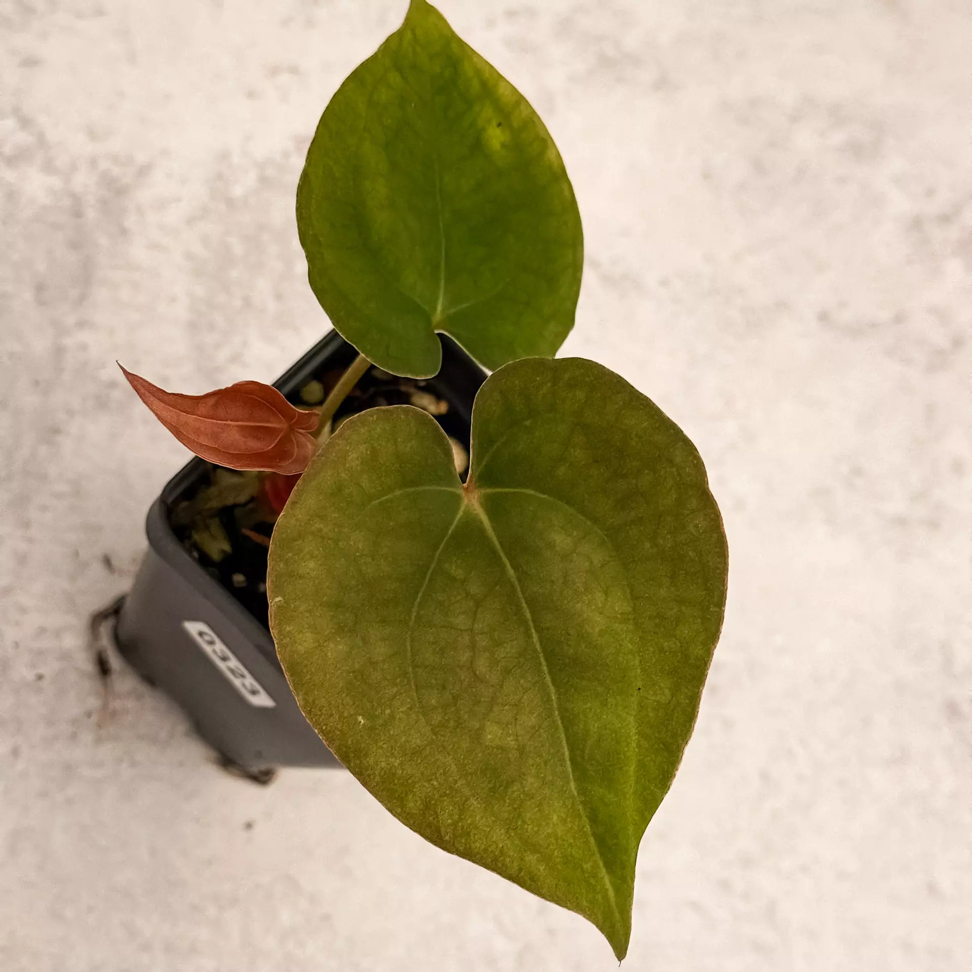 plant/0323 Anthurium Prismatic-0