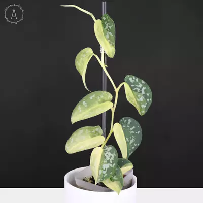 plant/Scindapsus Matcha (Maharlika)-0-thumbnail