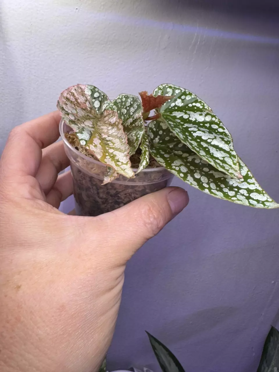 plant/Begonia Snow capped variegated-2