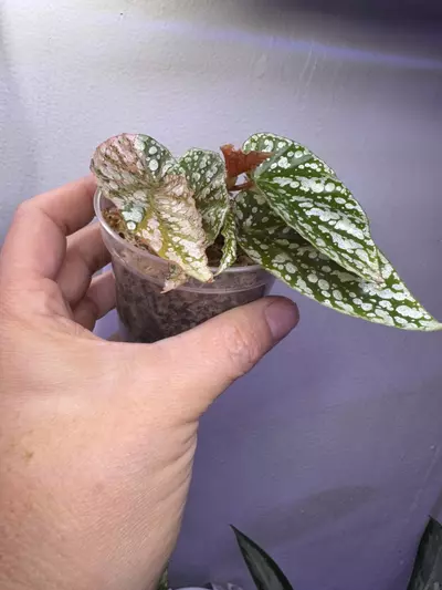 plant/Begonia Snow capped variegated-2-thumbnail