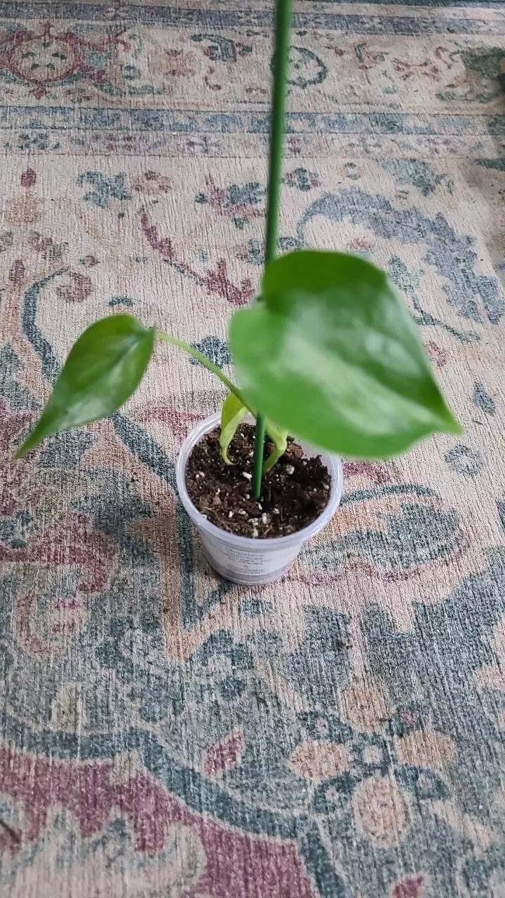 plant/Monstera Deliciosa 2" 11-027-0