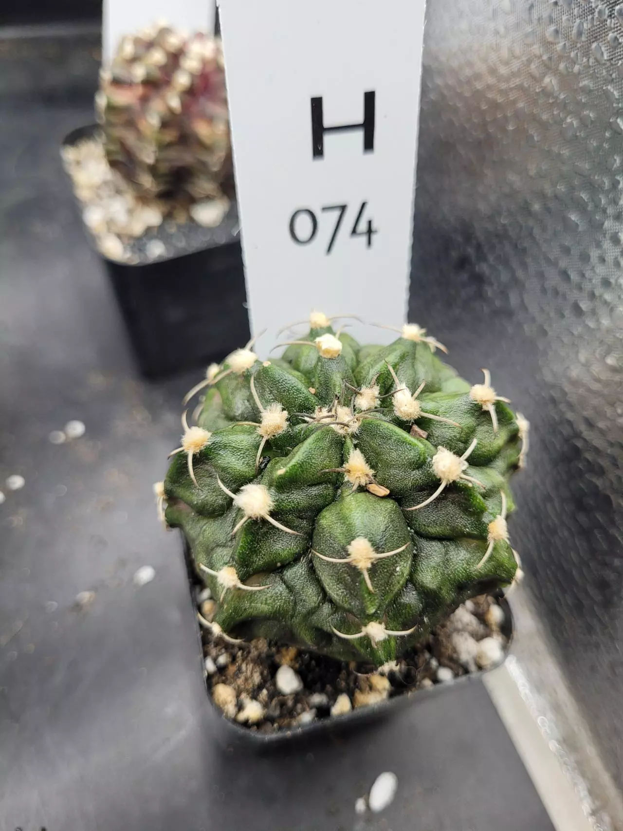 plant/Gymnocalycium Mihanovichii Trex Clone H074-0