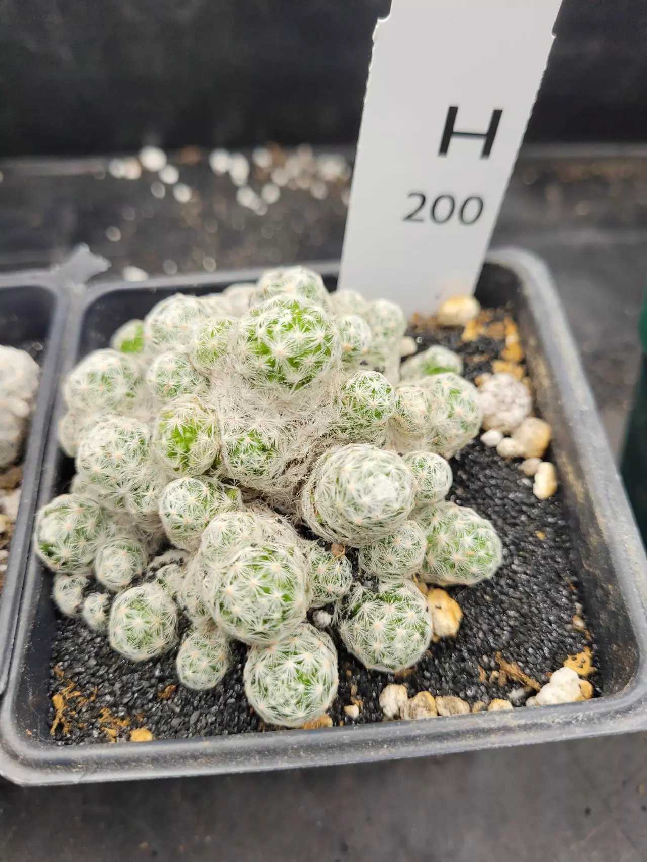 plant/Mammillaria Humboldtii Cluster in 3.5" H200-0
