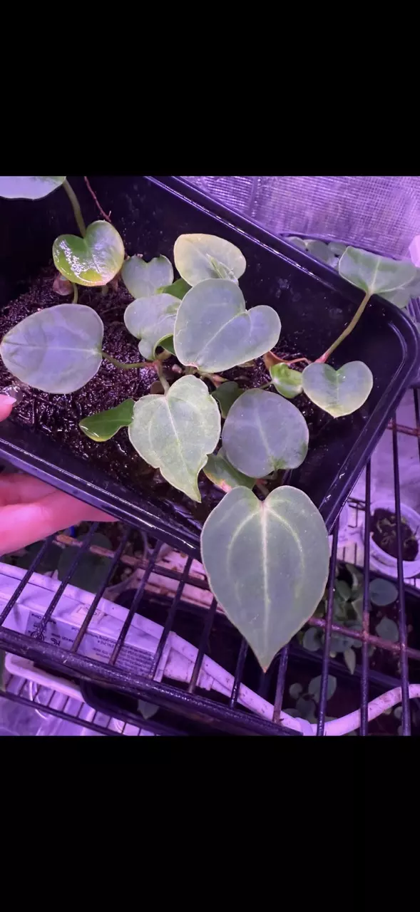 plant/GC: SKG Grey bench x Dark Bess seedling-1