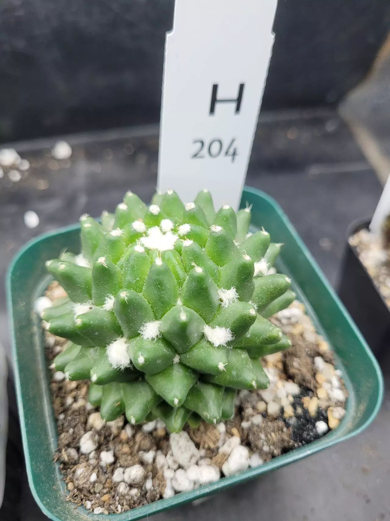 plant/Mammillaria Magnimamma Erusamu in 3.5" H204-0