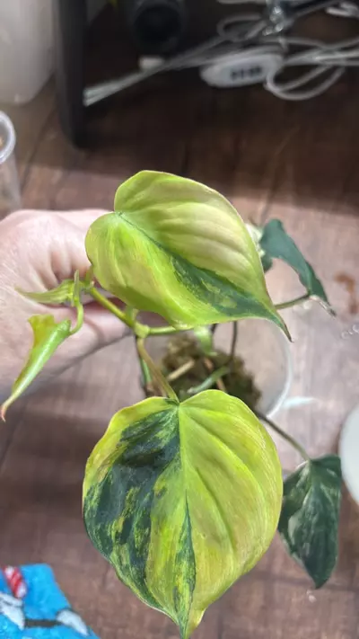 plant/Top cut micans-0-thumbnail