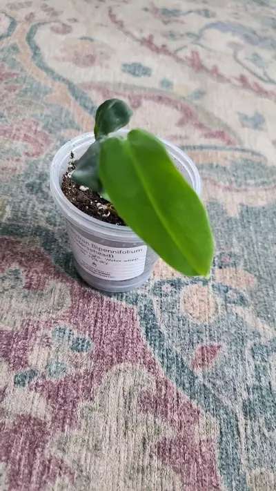 heat_pack/Philodendron Bipennifolium (Horsehead) 2" 11-011-0-thumbnail