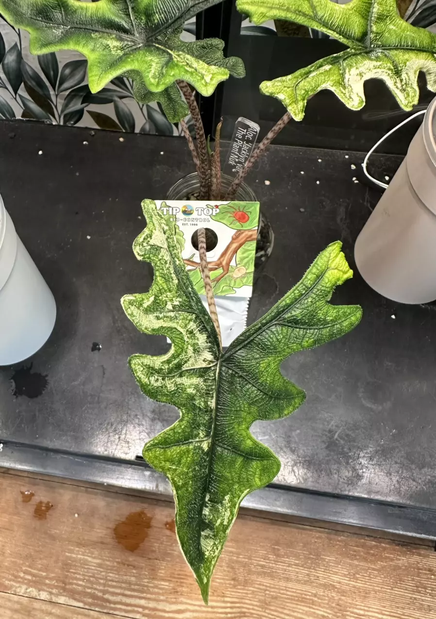 plant/Alocasia Jacklyn Variegated! She’s a stunner! Daughter is in last pictures! 💚🤍💚-6
