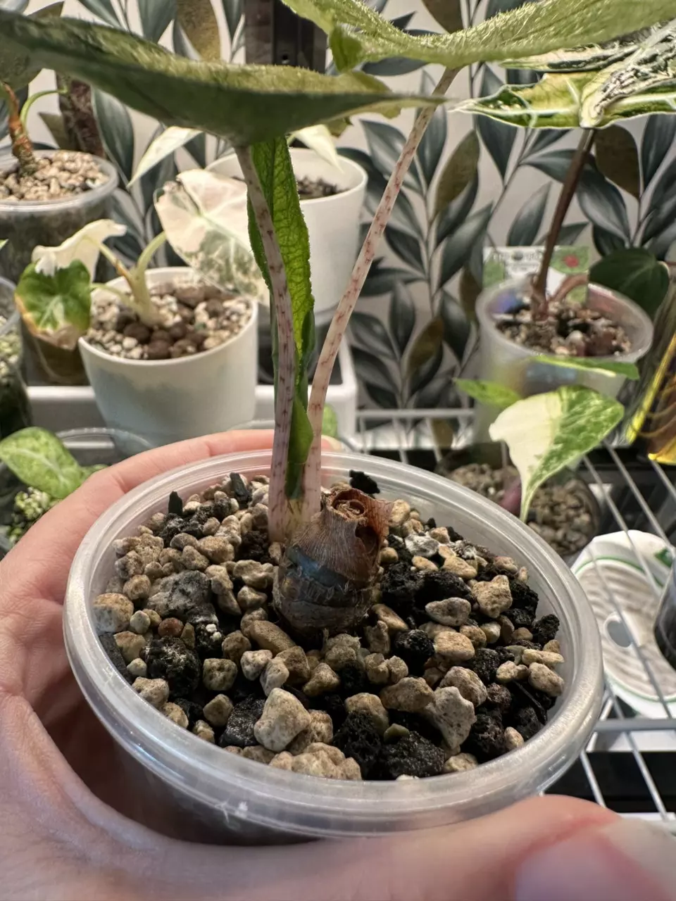 plant/Alocasia Jacklyn Variegated! She’s a stunner! Daughter is in last pictures! 💚🤍💚-1