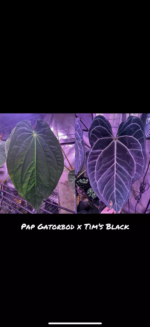 plant/GC Pap Gatorbod x Tim's Black-0