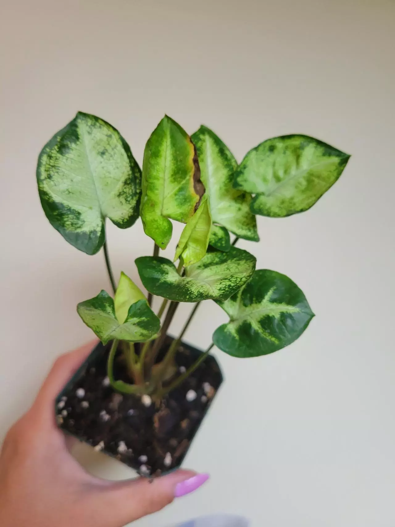 plant/Syngonium Mojito-0