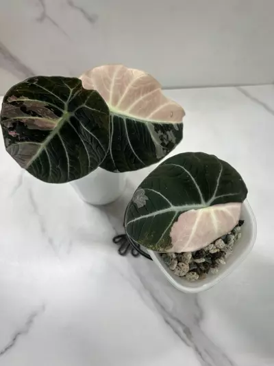 plant/Alocasia Pink Black Velvet-0-thumbnail